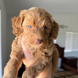 Sifter - Red  female Goldendoodle puppy in Redmond, Oregon from Bourbon and Lace Doodles