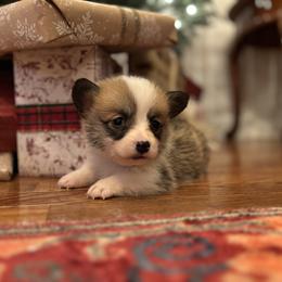 Light Blue collar female - Red female Pembroke Welsh Corgi puppy in Grantsville Md, Maryland from Standing Oaks Kennel