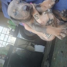 Doberman Pinscher Puppies from Mo dobermans