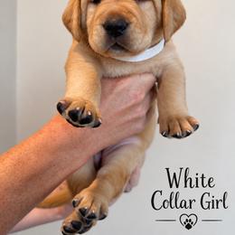 White Collar Girl - Yellow female Labrador Retriever puppy in Las Vegas, Nevada from Lucky Labrador Retrievers