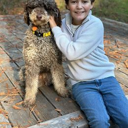 Kahlua - Poodle