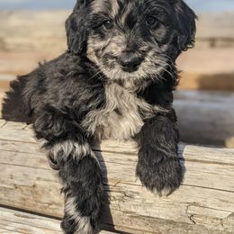 Aussiedoodle and Goldendoodle Puppies from Cedar Creek Ranch