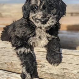 Aussiedoodle and Goldendoodle Puppies from Cedar Creek Ranch