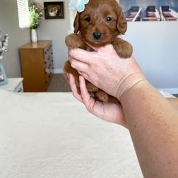 Cavapoo Puppies from Wonderful World Doodles