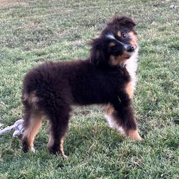 Toy Australian Shepherd All Grown Up from Double T Aussies