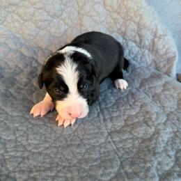 Boy 2 - Black and white male Border Collie puppy in Centerville, Washington from Forthright Farms