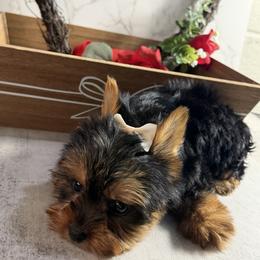 Leah - Black and gold female Yorkshire Terrier puppy in Maple Heights, Ohio from Yorkiesllc
