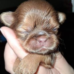 Tommy - Lilac male Shih Tzu puppy in Memphis, Tennessee from Lady and the Tramp