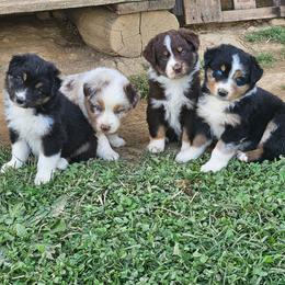 Girl 2 - Red tri-color female Australian Shepherd puppy in Crooksville, Ohio from VanHorn Australian Shepherds