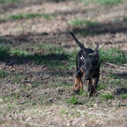 Manchester Terrier Puppies from MosaicManchesters.com