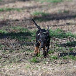 Manchester Terrier Puppies from MosaicManchesters.com