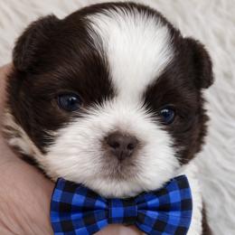 Hunter - Liver and white male Shih Tzu puppy in Tallahassee, Florida from Bows and Bow Ties