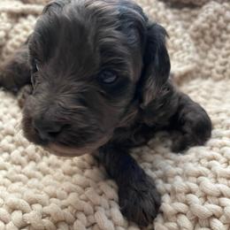 Blue - Merle male Goldendoodle puppy in Hackleburg, Alabama from The Doodle Patch