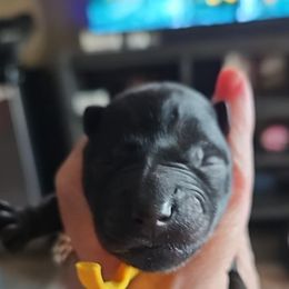 Yellow collar - Black brindle male Scottish Terrier puppy in Seligman, Arizona from Magnum Scottish Terriers