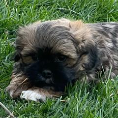 Mal-Shis from Dog Breeder