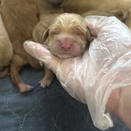 Gray - Golden male Golden Retriever puppy in Sedalia, Missouri from Bee’s Retrievers