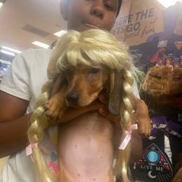 Sophie - Red female Dachshund puppy in New York, New York from Sausagedog-NYC