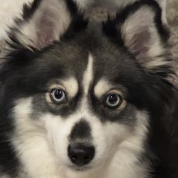 Pomsky puppies from Perfect Companion Pomskies