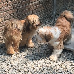 Tibetan Terrier All Grown Up from Kham Ra Tibetans
