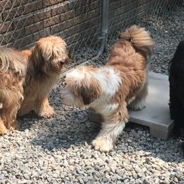 Tibetan Terrier All Grown Up from Kham Ra Tibetans