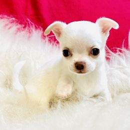 Mary Beth - Cream and white female Chihuahua puppy in Corpus Christi, Texas from Doubletake Chihuahuas