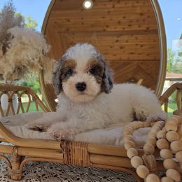 Anguilla - Blue merle male Aussiedoodle puppy in North Royalton, Ohio from Johnson's Doodles