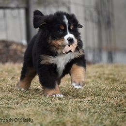 Bernese Mountain Dog Puppies from Brookwood Bernese Mountain Dogs
