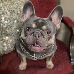 Biggie - French Bulldog