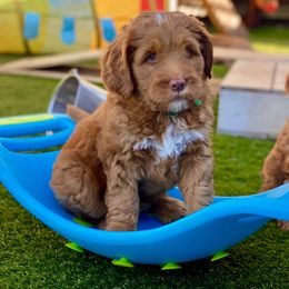 Australian Labradoodle Puppies from Cascade Canyon Labradoodles