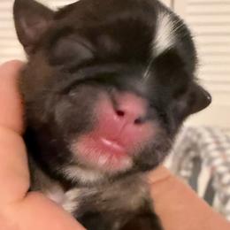 Girl 2 - Red female Shih Tzu puppy in Hanford, California from MeMaw Shih Tzus