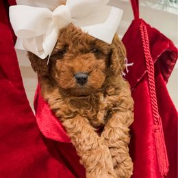 Noel - Red  female Goldendoodle puppy in Eagle Mountian, Utah from The Puppy Family