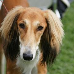Saluki Puppies from Kushiel Salukis