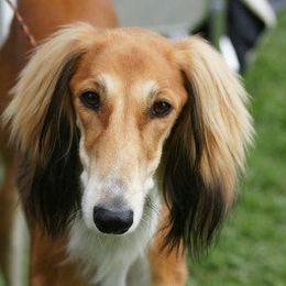 Saluki Puppies from Kushiel Salukis