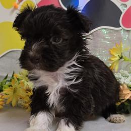 Valentine - Chocolate male Havanese puppy in Vinita, Oklahoma from Locust Creek Shih Tzu & Havanese