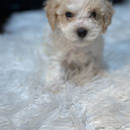 Poodle Puppies from Pawsome Poodles
