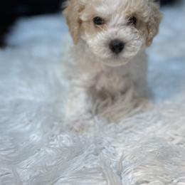 Poodle Puppies from Pawsome Poodles