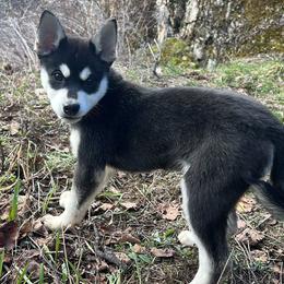 Grey - Black and white male Alaskan Klee Kai puppy in Naples, Idaho from Kootenai Valley Klee Kai