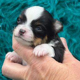 Checkers - Black and tan male Chihuahua puppy in Franklin, North Carolina from A&J Cutie Pawtooties