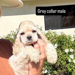 Grey collar male - Buff male Cocker Spaniel puppy in Bonsall, California from CuttinBlue Farms