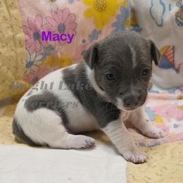 Macy - White and blue female Teddy Roosevelt Terrier puppy in Milaca, Minnesota from Bright Lake Terriers