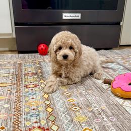 Muffin - Buff female Cockapoo puppy in Beresford, South Dakota from DAKOTA DOOD RANCH
