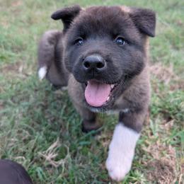 Nebula's Boy 1 - Black male Akita puppy in South Carolina from Sierra Mountain Akitas