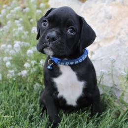Assorted Doodle Crosses, Boxers, Havanese, and Havapoos from Lady Paws-Kara