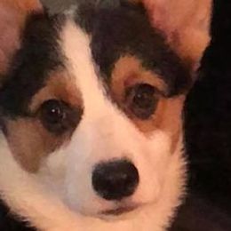 Bernese Mountain Dogs and Pembroke Welsh Corgis from Frosty Bernese