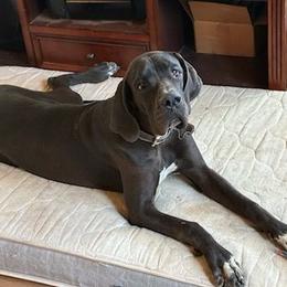 Mandy - Black female Great Dane puppy in Mineola, Texas from RC Ranch Great Danes And Cane Corsos