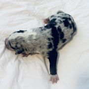 Bimbette - Blue merle Australian Koolie puppy in West Richland, Washington from KittyHawkKoolies