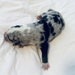 Bimbette - Blue merle Australian Koolie puppy in West Richland, Washington from KittyHawkKoolies