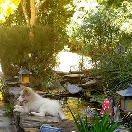 Native American Indian Dog Puppies from Night Eyes NAIDs