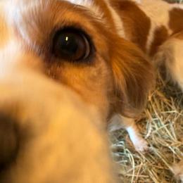 Boy 1 - Apricot and white male Cavachon puppy in Kerrville, Texas from Blount pups