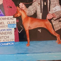 Tasha - Miniature Pinscher